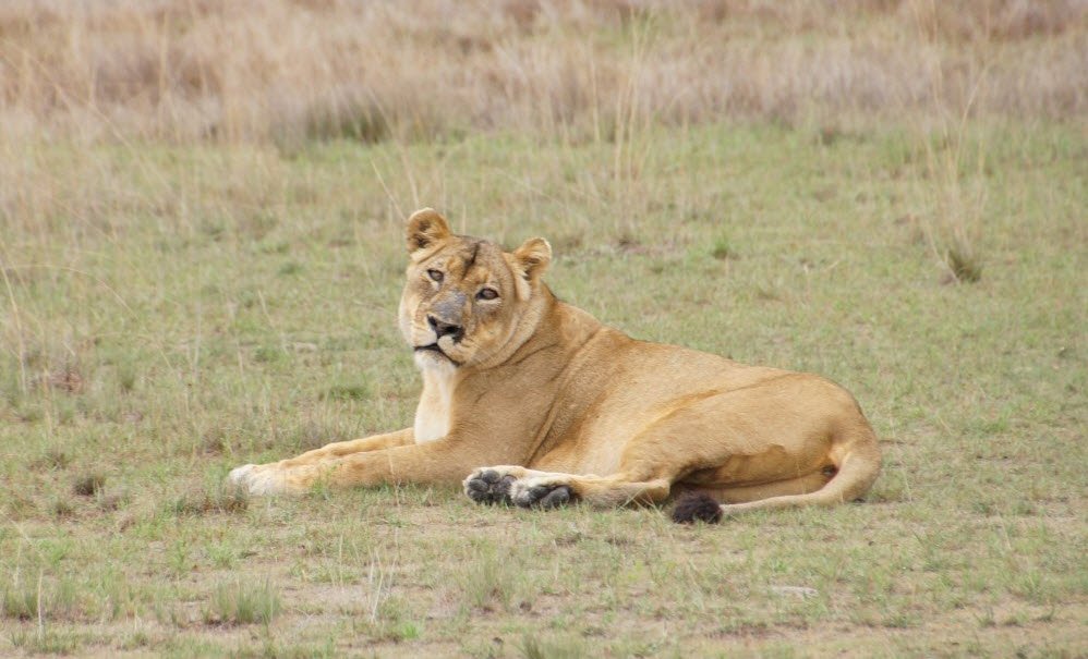 Liuwa Plain National Park, Western Province (Kalabo), Zambia